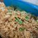 Cooksnap dari Asharina J untuk resep Nasi Goreng Mawut (Magelangan)