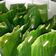 Cooksnap dari Umma Naya untuk resep #46. Barongko pisang kepok (khas makassar)
