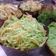 Cooksnap dari Ummu Juwayriyah untuk resep Cup cake putih telur