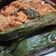 Cooksnap dari Ulla untuk resep Nasi Bakar Ayam Jamur Kemangi Pedas