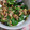 El cooksnap de Salomea Bircu cuando hizo Ensalada templada de champiñones y pollo asado.