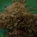 Cooksnap dari Nina Septiasfin untuk resep Mie goreng cap Eko sederhana