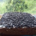Cooksnap dari Dyah Purwaningsih untuk resep Brownies kukus 3 telur loyang uk 20x20