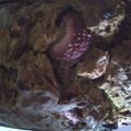 tige321's cooksnap of when they made strawberry banana bread (sugar free).