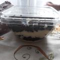 Cooksnap dari Renie_tien untuk resep Oreo Cheesecake Lumer with creamcheese