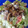 El cooksnap de Anailli cuando hizo Ensalada de lechuga, tomate, mozzarella y champiñones.