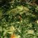 Cooksnap dari mei untuk resep Bobor daun singkong