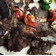 Sadaf Abdul Karim's cooksnap of when they made Bbq mutton chops.