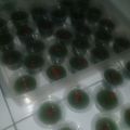 Cooksnap dari Novi Yuliasari untuk resep Puding sorgum cocopandan