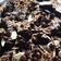 Cooksnap dari Inayah Thalib untuk resep Brownies Fudge Putel