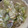 Chef Mommy Nessa's cooksnap of when they made My Pickled Mustard Seeds.