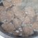Cooksnap dari Azizah Rayariza untuk resep Bakso Sapi Homemade