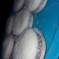 El cooksnap de Harley cuando hizo Alfajores de maicena.
