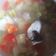 Cooksnap dari jasminesfrz untuk resep Sup ikan gurame sueger