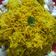 Anupa Prajapati's cooksnap of when they made સેવ ખમણી.