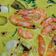 Cooksnap Nur Nadiah semasa beliau membuat Gulai Kuning Udang Bersama Pucuk Mulberi.