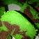 Cooksnap dari Poppy Haryanti untuk resep Bolu panggang pandan daun suji
