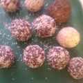El cooksnap de dipedi cuando hizo Trufas económicas.