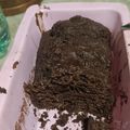 El cooksnap de Lourdes Rosas cuando hizo BUDÍN INTEGRAL DE CHOCOLATE Y BANANA 🍫🍌.