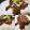 Dominic Goulding's cooksnap of when they made Pork Shogayaki (Ginger Pork) Don.