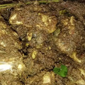 Cooksnap dari VannyLiem untuk resep Ayam Pinadar Khas Batak