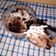 Cooksnap dari Yuni Sby untuk resep Brownies Lumer Cup Dessert