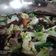 Cooksnap dari Wildana Setia Warga Dinata untuk resep Capcay Saus Tiram