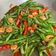 Cooksnap dari Mama Kucing untuk resep Tumis Buncis Udang Saos Tiram Kilat
