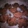 Cooksnap dari "Pawoen_vadyl" untuk resep Bolu Kukus Coklat Mekar