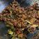 Cooksnap dari Ima untuk resep Kerang Kupas Goreng Balado