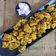 Jigna Patel's cooksnap of when they made દૂધી ના મુઠીયા (Doodhi Muthia Recipe In Gujarati).