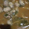 Cooksnap dari defika aufa untuk resep Kerang dara saos tiram