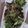 Cooksnap dari Inna untuk resep Kale Chips (keripik kale)