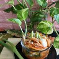 Cooksnap dari Isnawati untuk resep Kimchi Instant