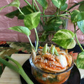 Cooksnap dari Isnawati untuk resep Kimchi Instant
