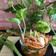 Cooksnap dari Isnawati untuk resep Kimchi Instant