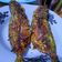 Cooksnap dari khalid khalisa untuk resep Ikan kembung bakar teflon