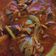 Cooksnap Nurul Kefftya semasa beliau membuat Tumis ikan sardin.