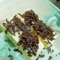 Cooksnap dari Hepi Pepi untuk resep Cheese cake simple no mixer