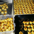 Cooksnap dari Yola Flora Romana untuk resep Nastar wisman