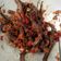 Cooksnap dari Dina Nur Kumala untuk resep Sambal Belut Goreng