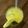 thakkarmansi's cooksnap of when they made પીળી ખારેક નું જ્યુસ (Yellow Kharek Juice Recipe In Gujarati).