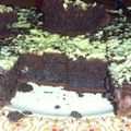 Cooksnap dari sopiya untuk resep Brownies Pisang 