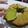 Cooksnap dari Windy Fransisca untuk resep Bolu Pandan Santan (Jadul)