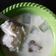 Cooksnap dari KIBI's Cake untuk resep Bubur Sum - Sum lembut rumahan
