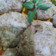 Cooksnap dari arliza untuk resep Cireng kriuk