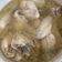 Cooksnap dari threciel untuk resep Sup Ayam Jahe