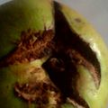El cooksnap de Kleberson Choc Perez cuando hizo Sangría de vino refrescante.