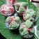 Cooksnap dari Nurhasanah Yasin untuk resep Bolu Kukus Rainbow