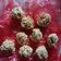 Cooksnap dari JefryArdiansyah untuk resep Tahu Rambutan Mini Irit #Sept31